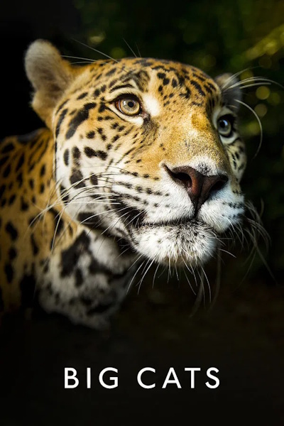 Big Cats - Season 1